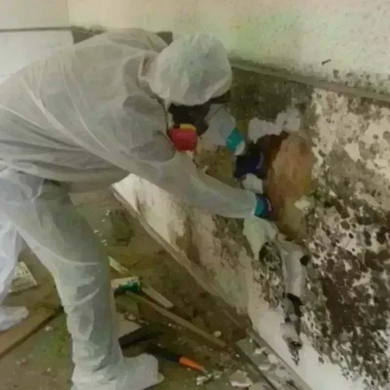 Mold Remediation and Removal in Midlothian, IL